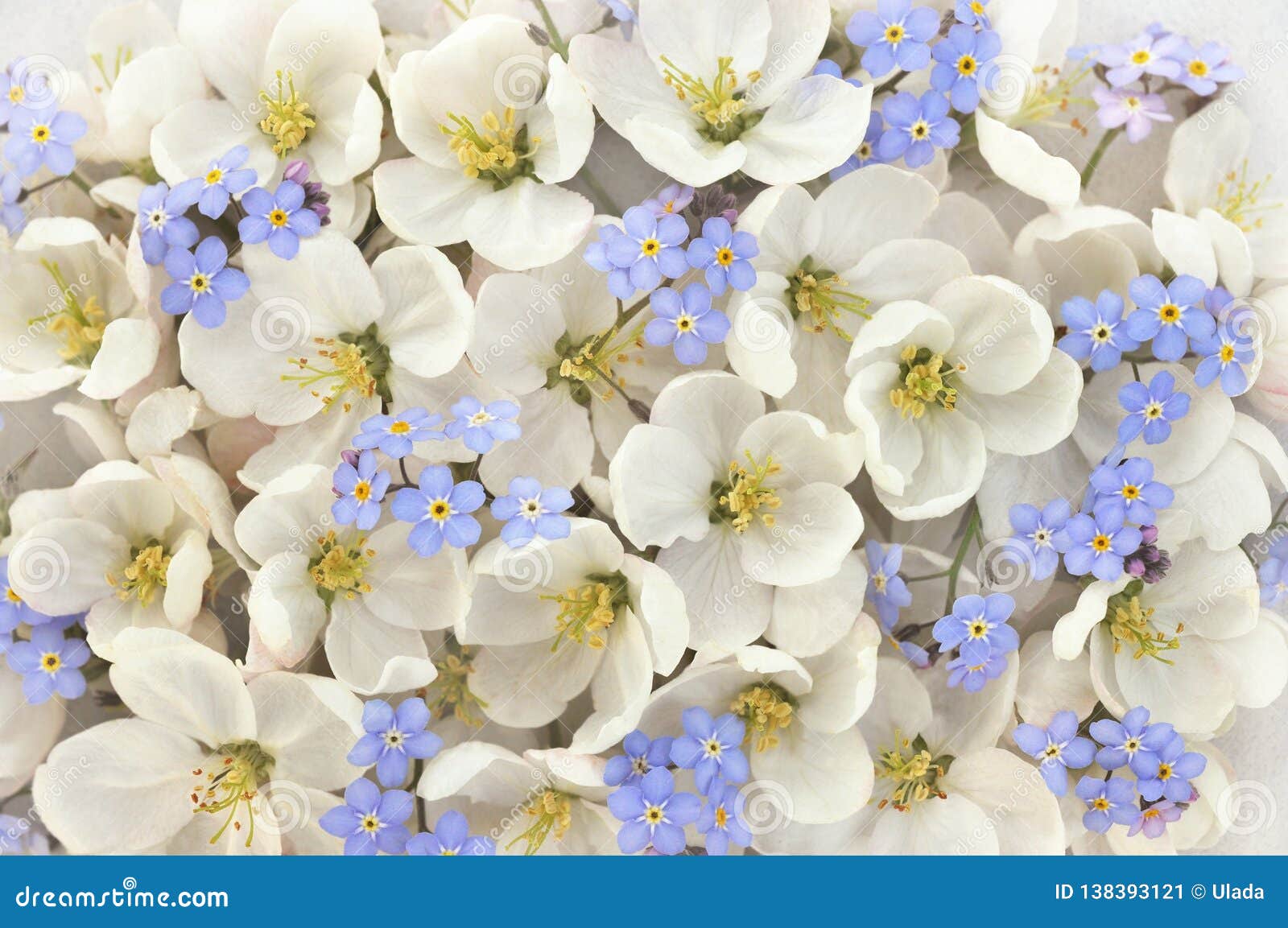 Fleur De Ressort/fleurs Blanches De Printemps Avec Les Myosotis Des Marais  Bleus Image stock - Image du nature, sensible: 138393121