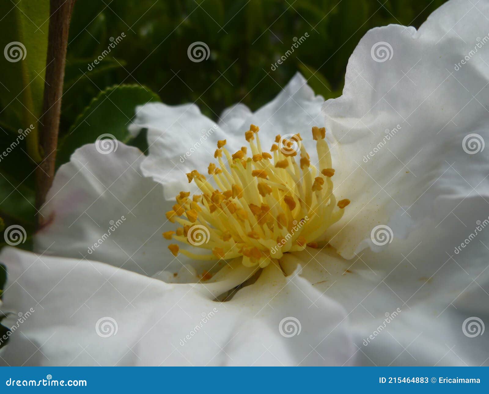 Fleur De Rose Blanche. Photographiez De Près Le Pistil Jaune. Image stock -  Image du développé, cadeau: 215464883