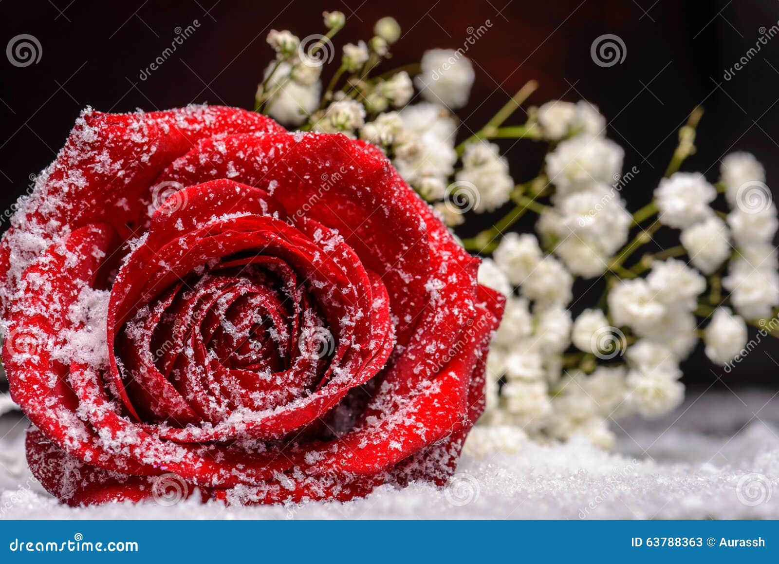 Fleur De Rose De Rouge Dans La Fausse Neige Image stock - Image du ouvert,  foncé: 63788363