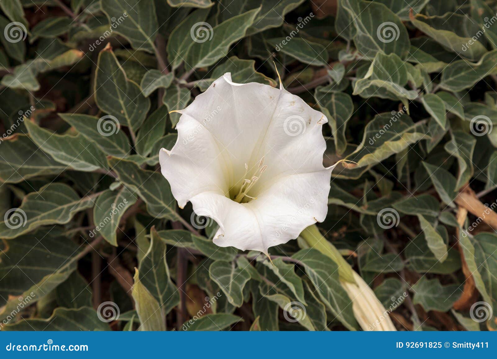 Fleur De Trompette Blanche De Diables, Stramonium De Datura Image stock -  Image du blanc, vigne: 92691825