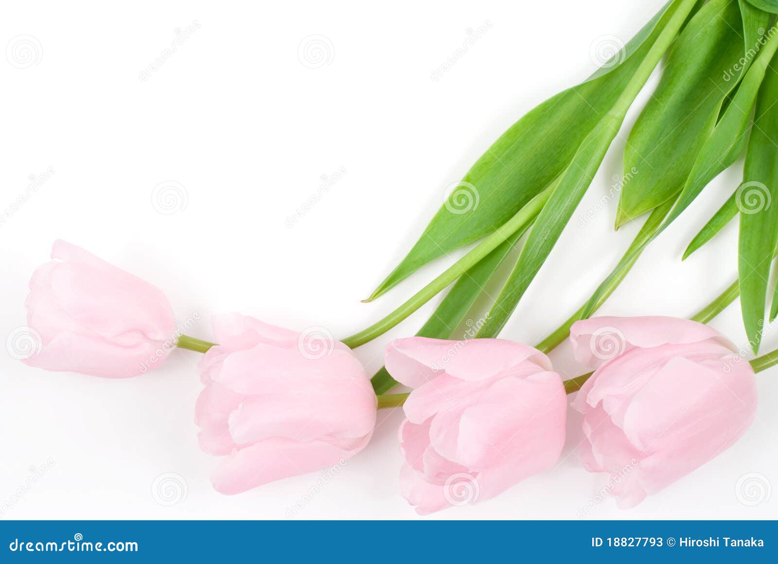 Fleur de tulipe image stock. Image du rose, couleur, lumière - 18827793