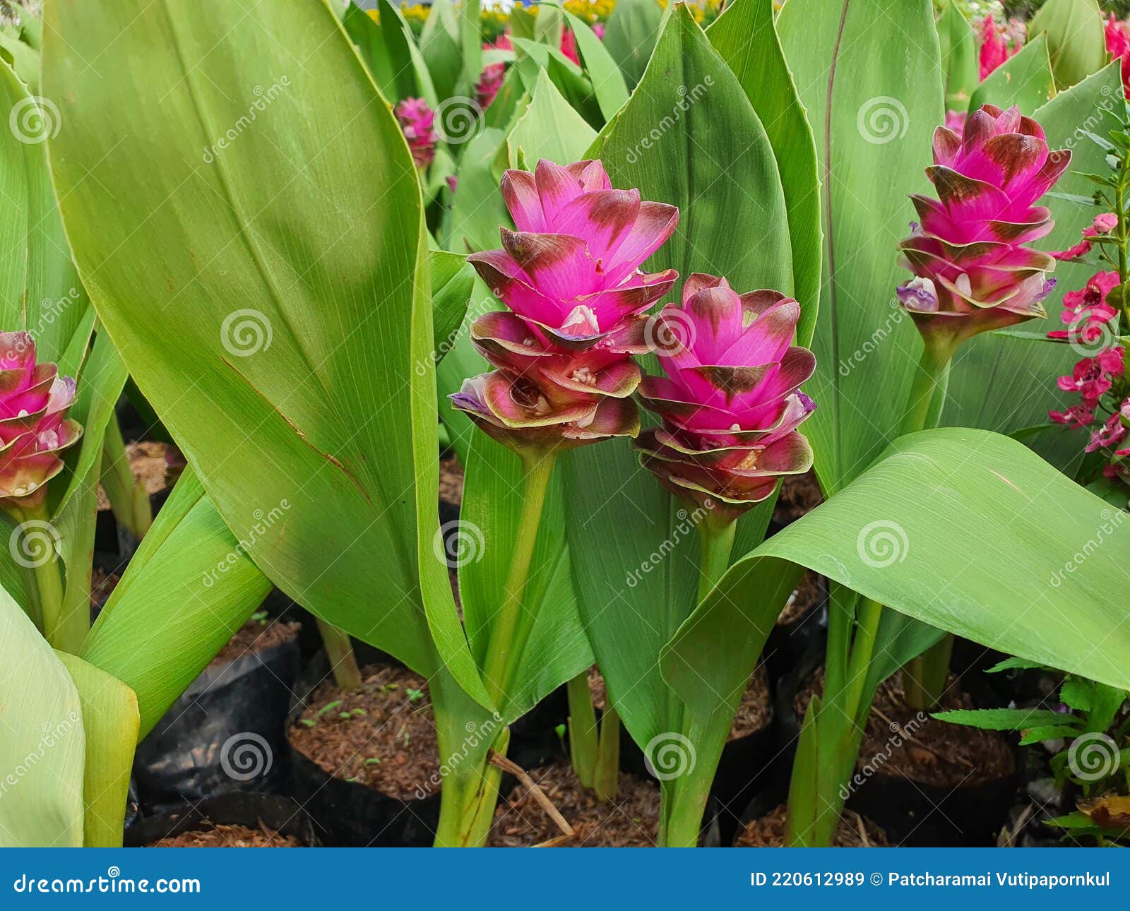 Fleur De Tulipe Siam Ou Curcuma Alismatifolia Gagnap Est Une Plante à Fleurs  Avec Des Rhizomes Ou Des Tubercules Dans Le Sol. Image stock - Image du  normal, horizontal: 220612989