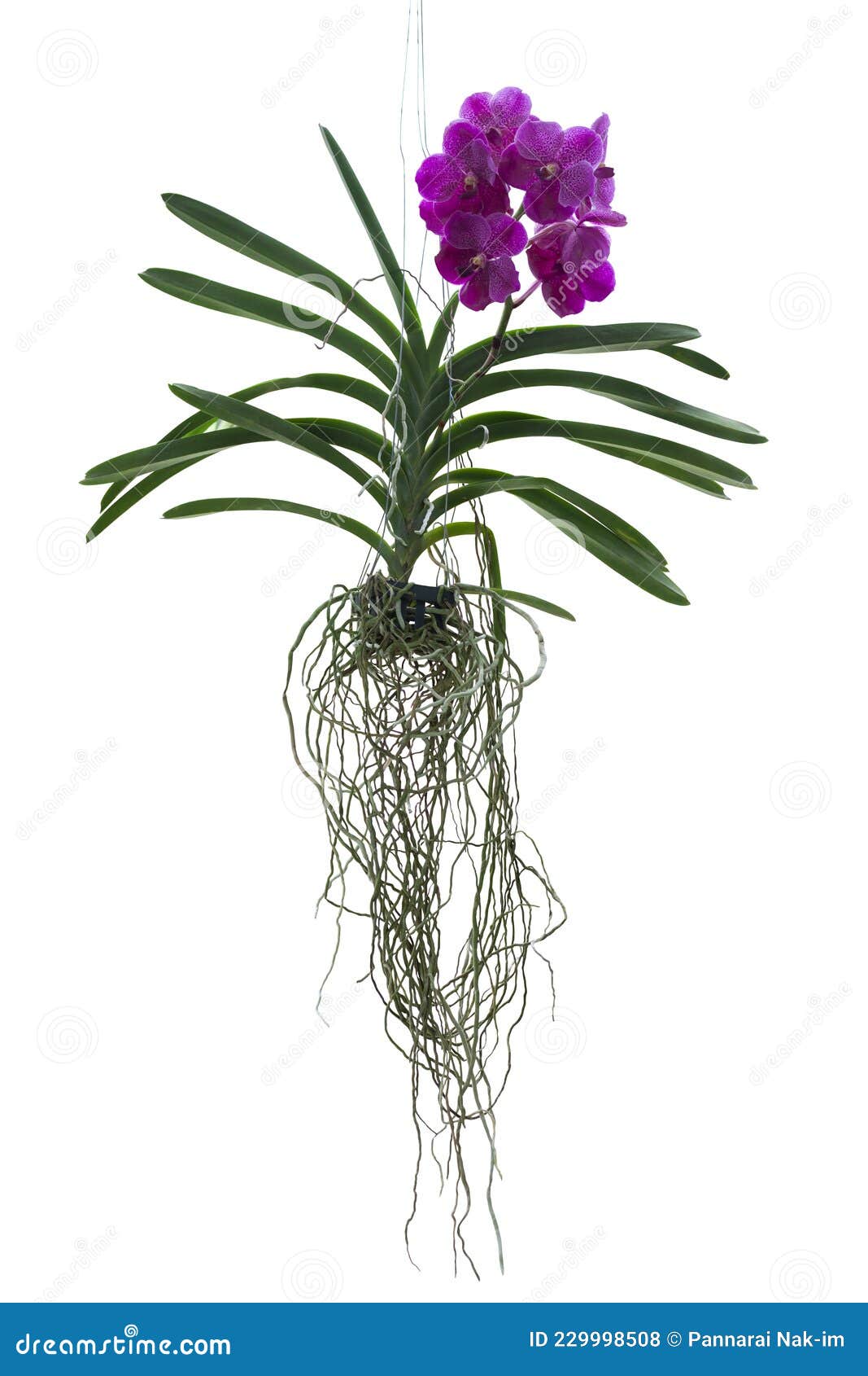 Fleur De Vanda D'orchidées Violettes Et Pendre Dans Un Pot En Plastique  Noir Dans Le Jardin Isolé Sur Fond Blanc. Photo stock - Image du isolement,  fond: 229998508