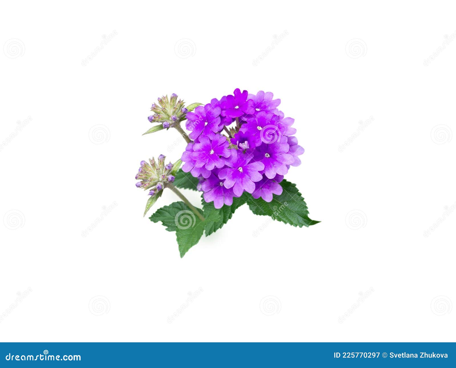 Fleur De Verveine Violette Isolée En Blanc Image stock - Image du été,  ornemental: 225770297