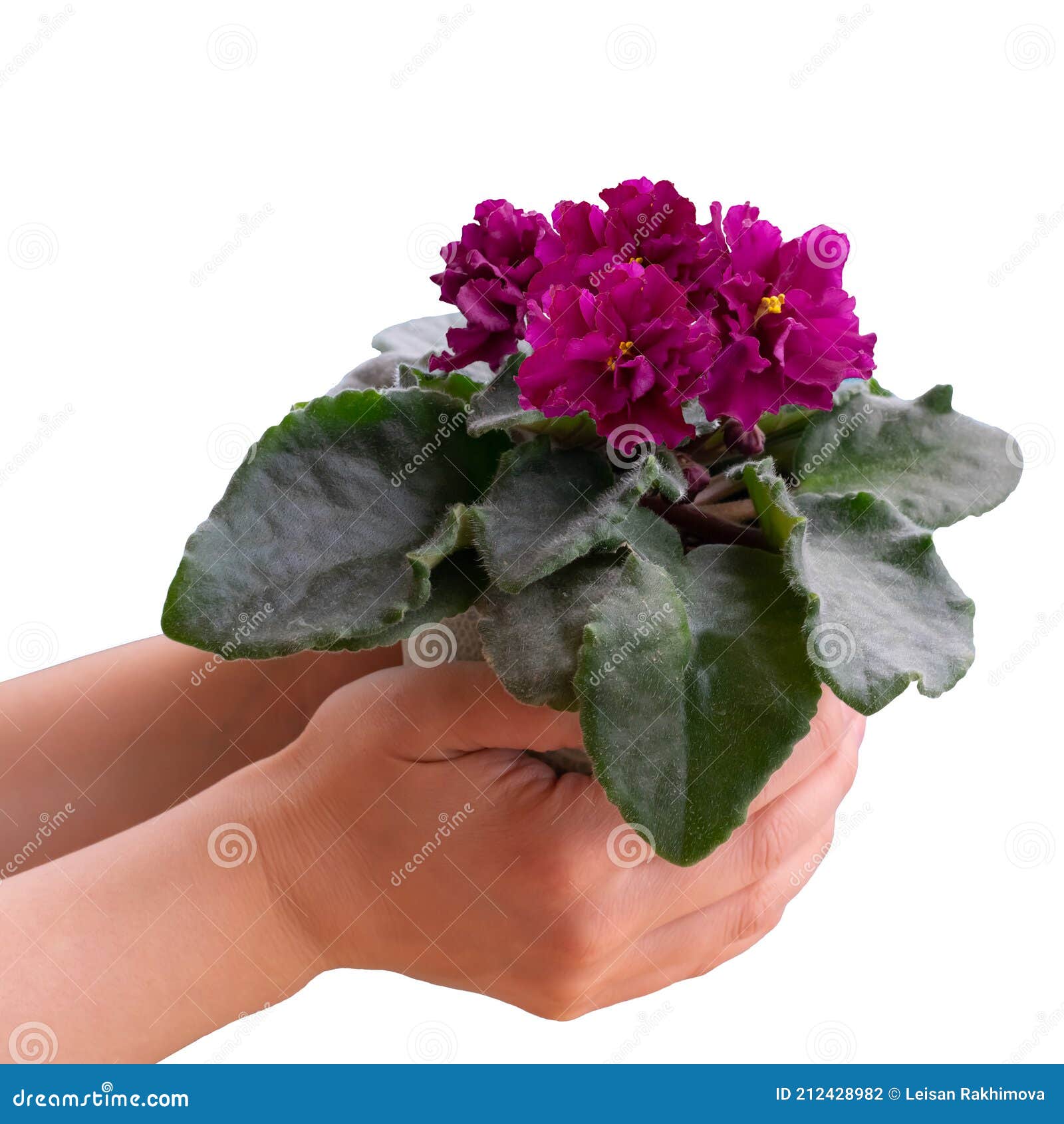 Fleur De Violette Africaine De Couleur Bordeaux En Pot De Fleurs Sur Les  Mains De La Jeune Femme Dans Le Coin Photo stock - Image du vert,  découpage: 212428982