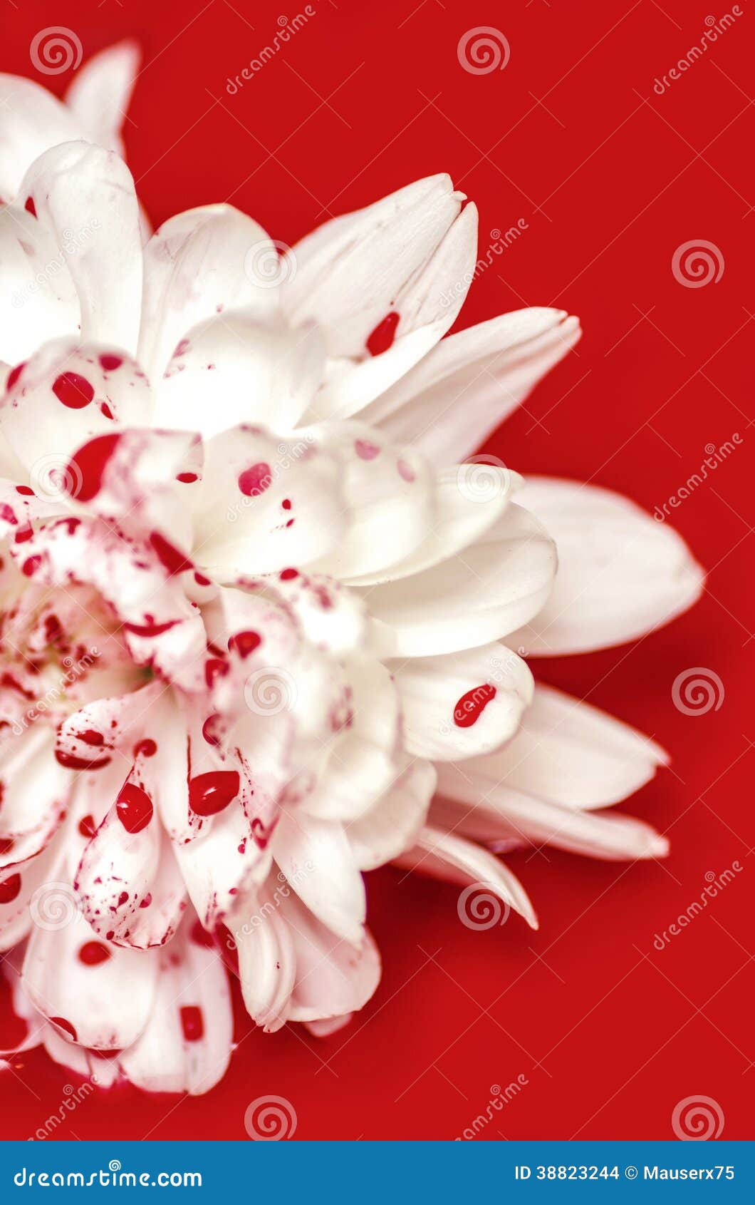 la fleur ensanglantée la fleur ensanglantée