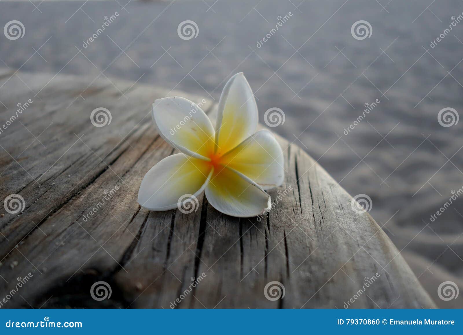 Fleur Exotique Blanche Sur Le Bois Photo Stock Image Du