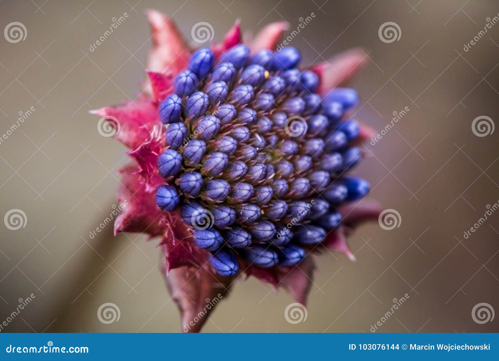 Fleur Exotique Rare étonnante Photo stock - Image du floraison, bleu:  103076144