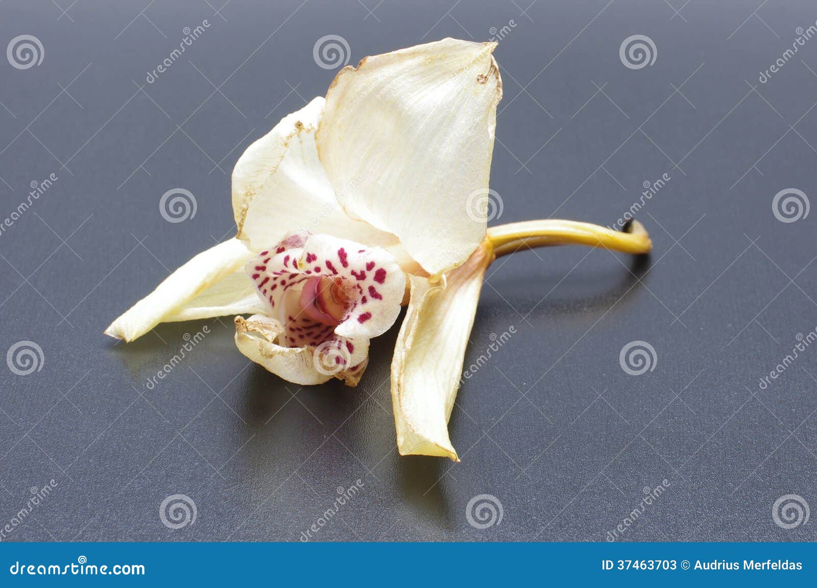 Fleur Fanée De Fleur D'orchidée Sur Le Fond Noir Image stock - Image du  extrémité, mauvais: 37463703