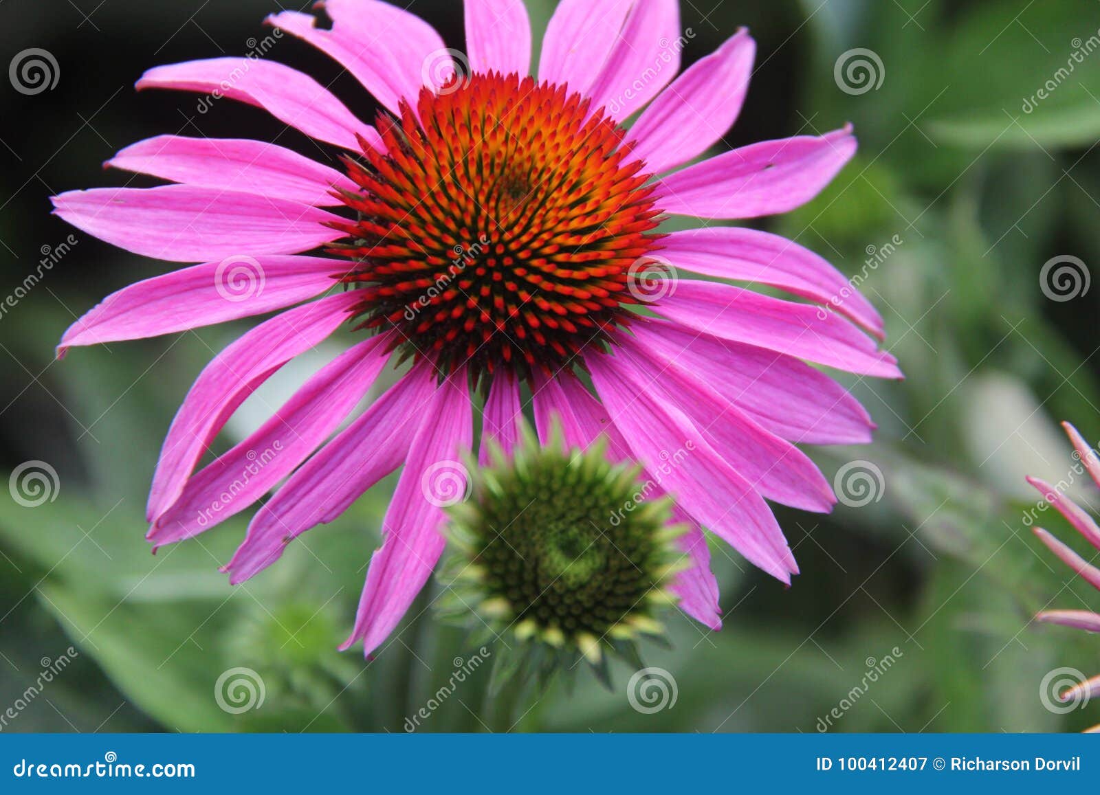 Daisy flower stock image. Image of flowers, jardins - 100412407