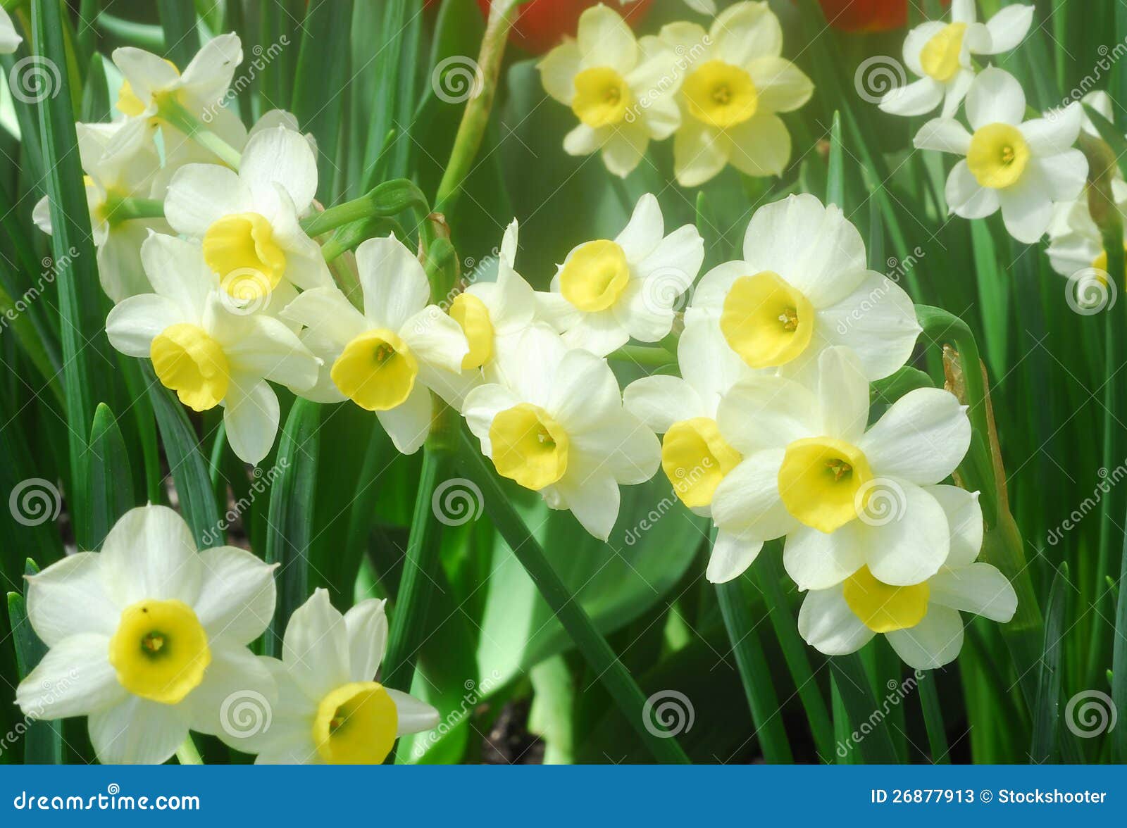 Fleur Jaune Blanche De Jonquille Image stock - Image du jaune, amaryllis:  26877913