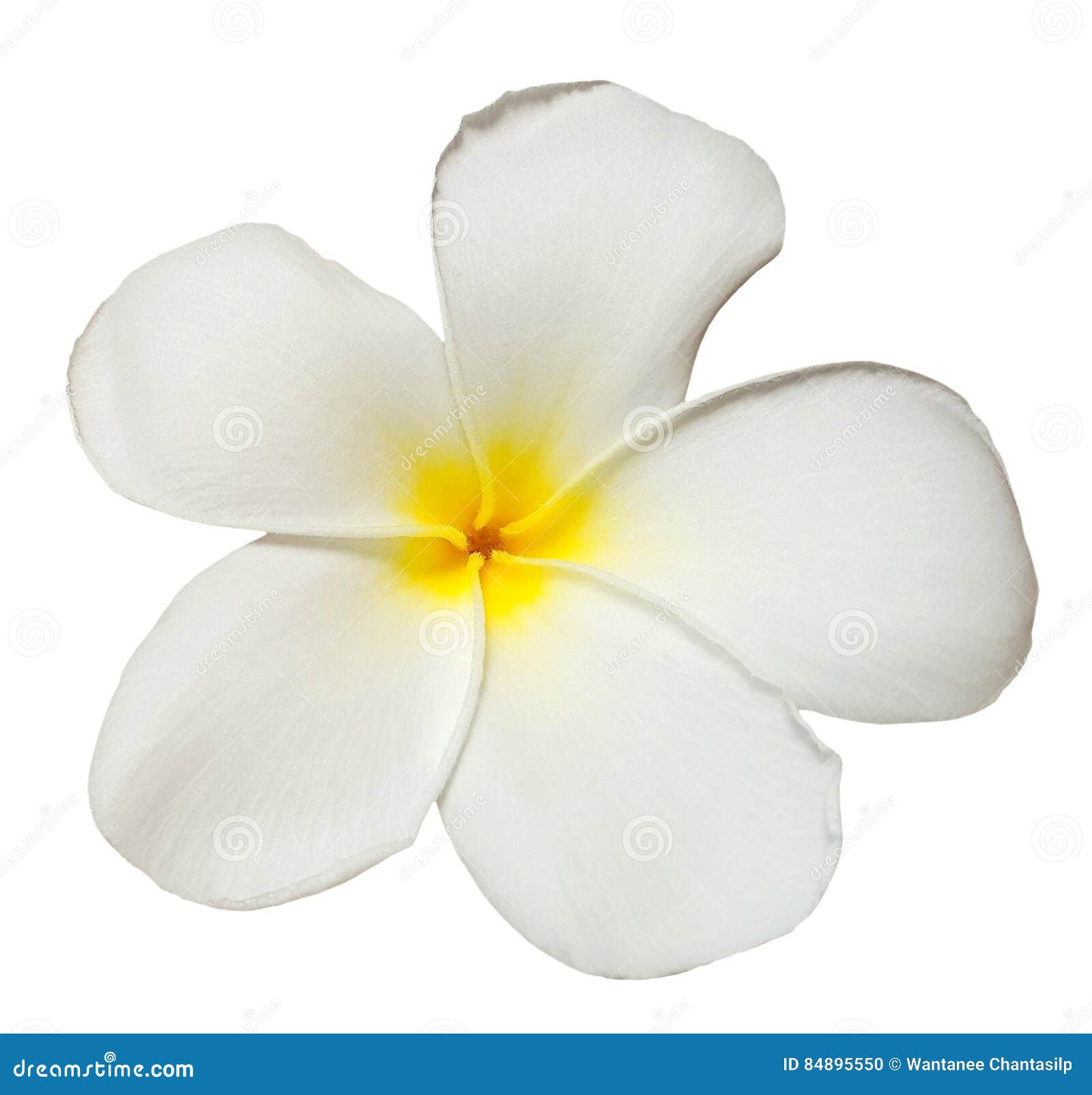 Fleur Jaune Blanche De Plumeria D'isolement Sur Le Fond Blanc Photo stock -  Image du jaune, hawaïen: 84895550