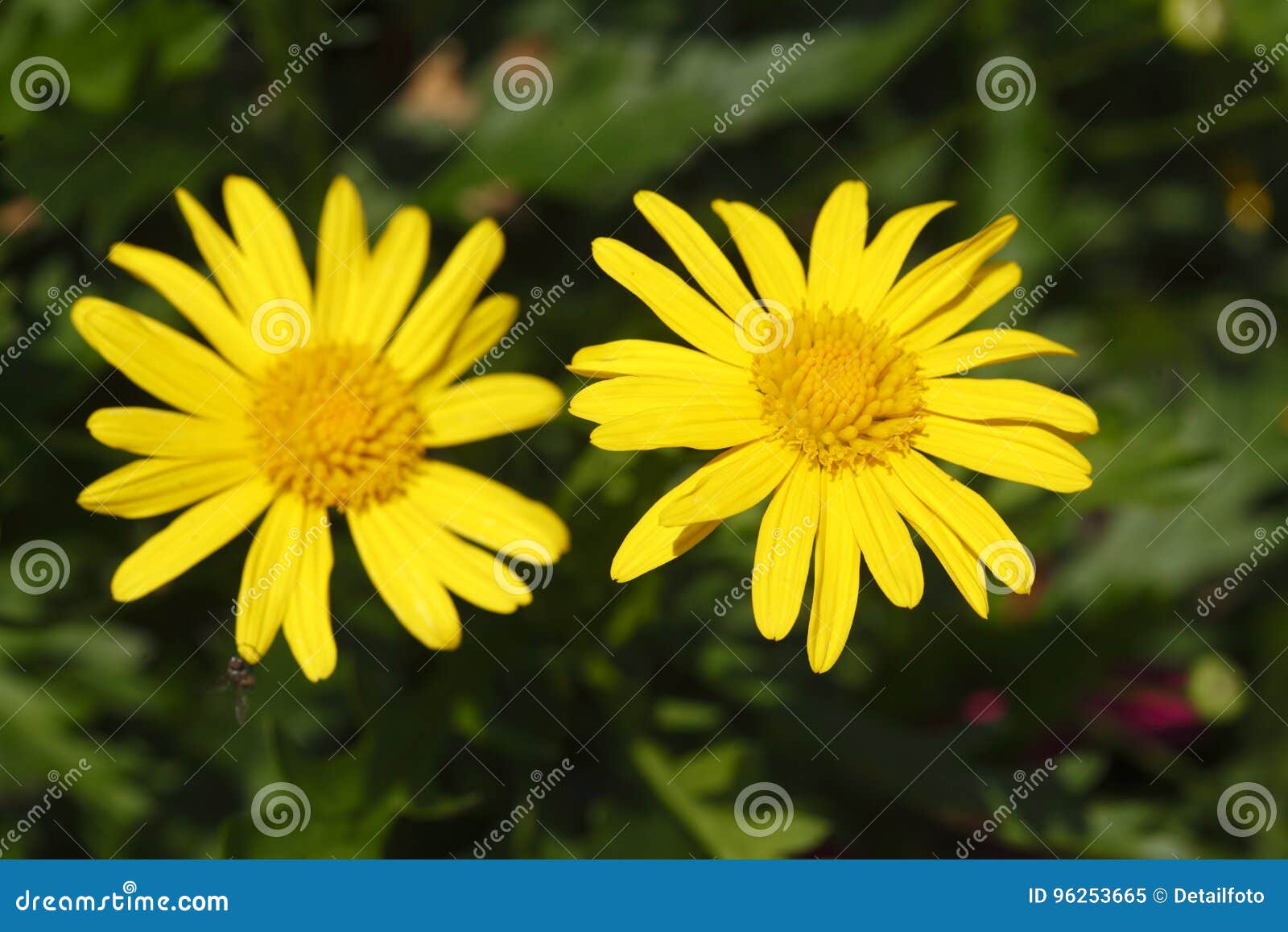 Fleur Jaune D'été De Marguerite Image stock - Image du pétale, projectile:  96253665