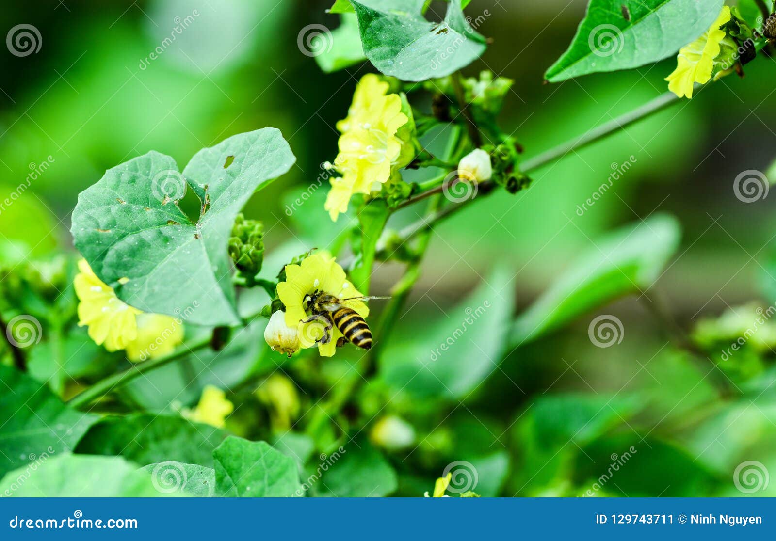 Fleur Jaune De Bord De La Route Dans La Nature Image stock - Image du  wildflower, roadside: 129743711