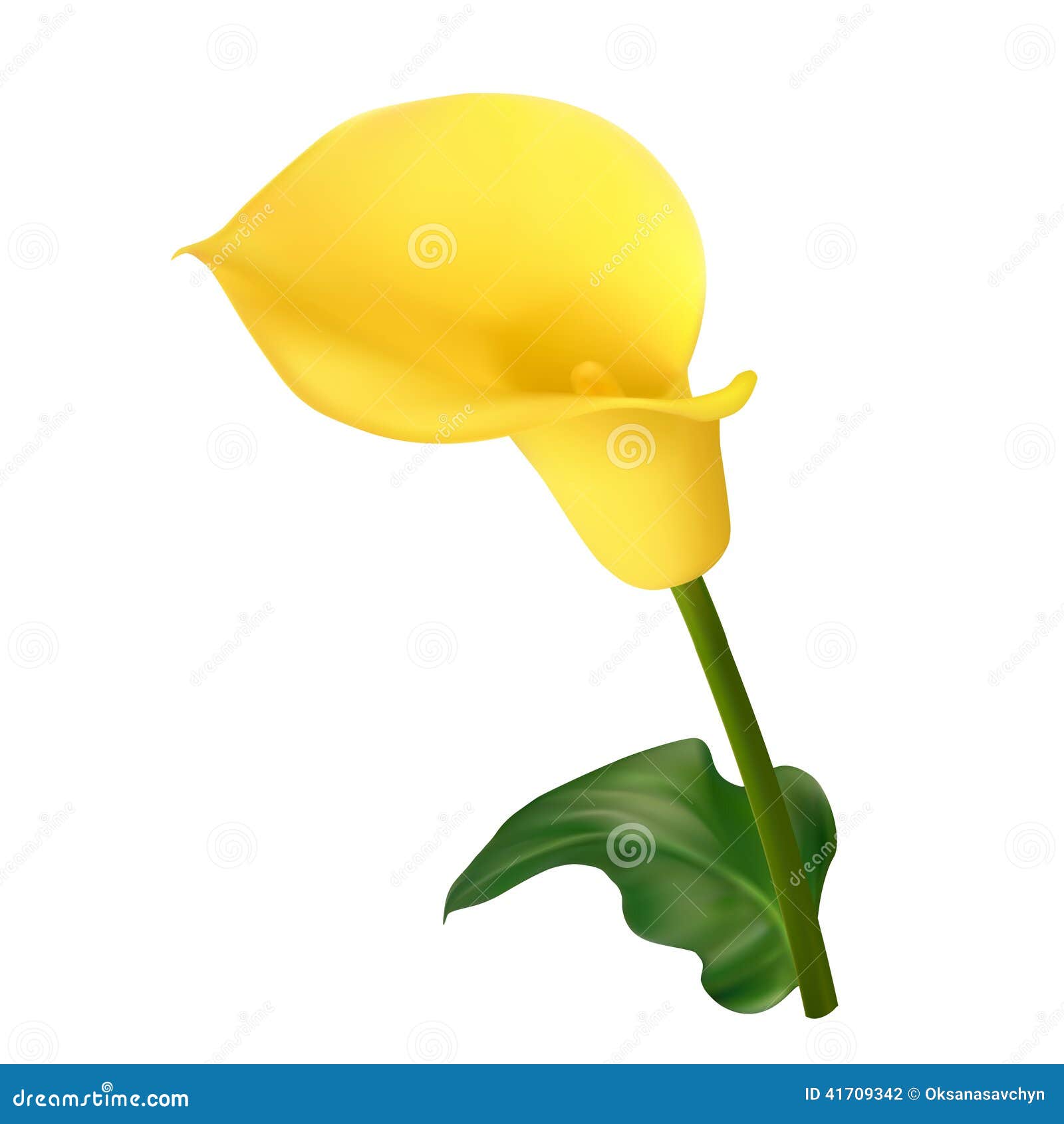 Fleur jaune de calla illustration stock. Illustration du parterre - 41709342