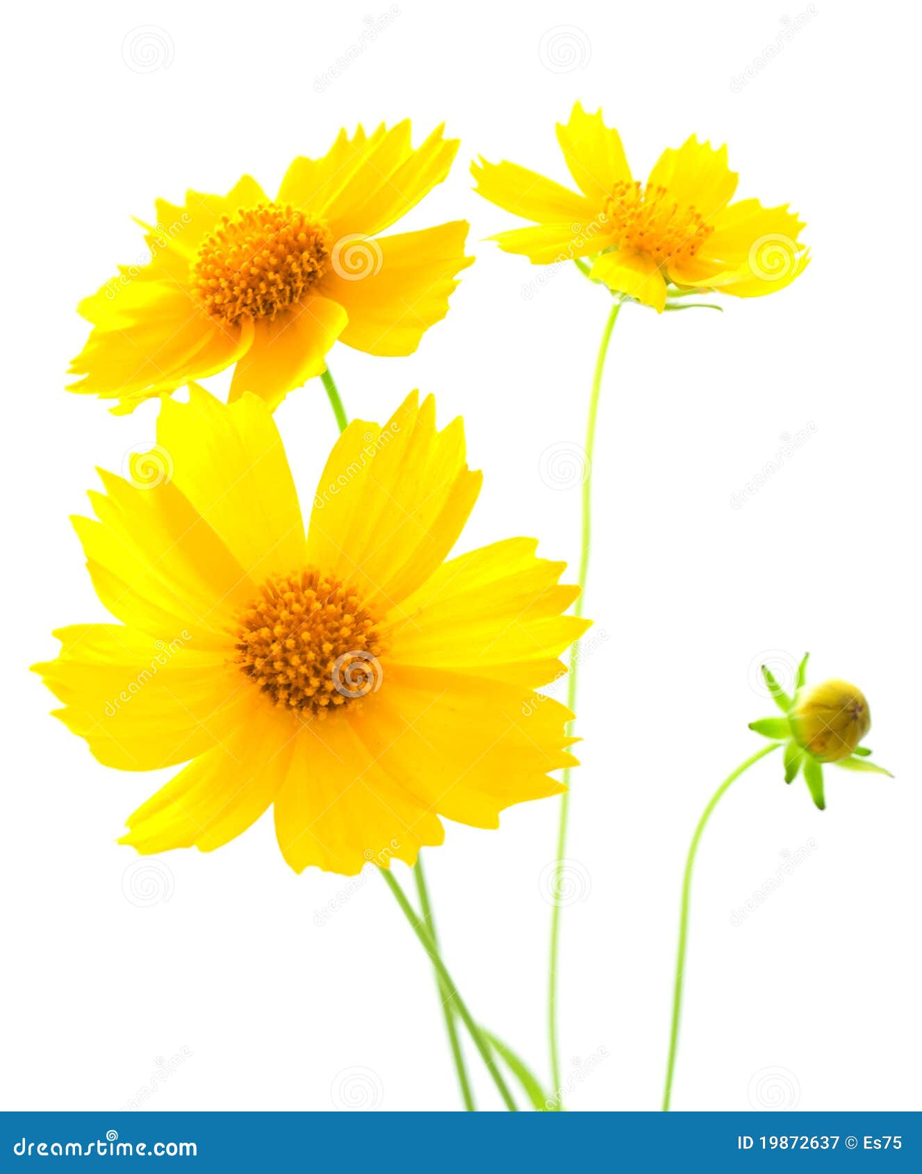 Fleur jaune de cosmos image stock. Image du fleur, cosmos - 19872637