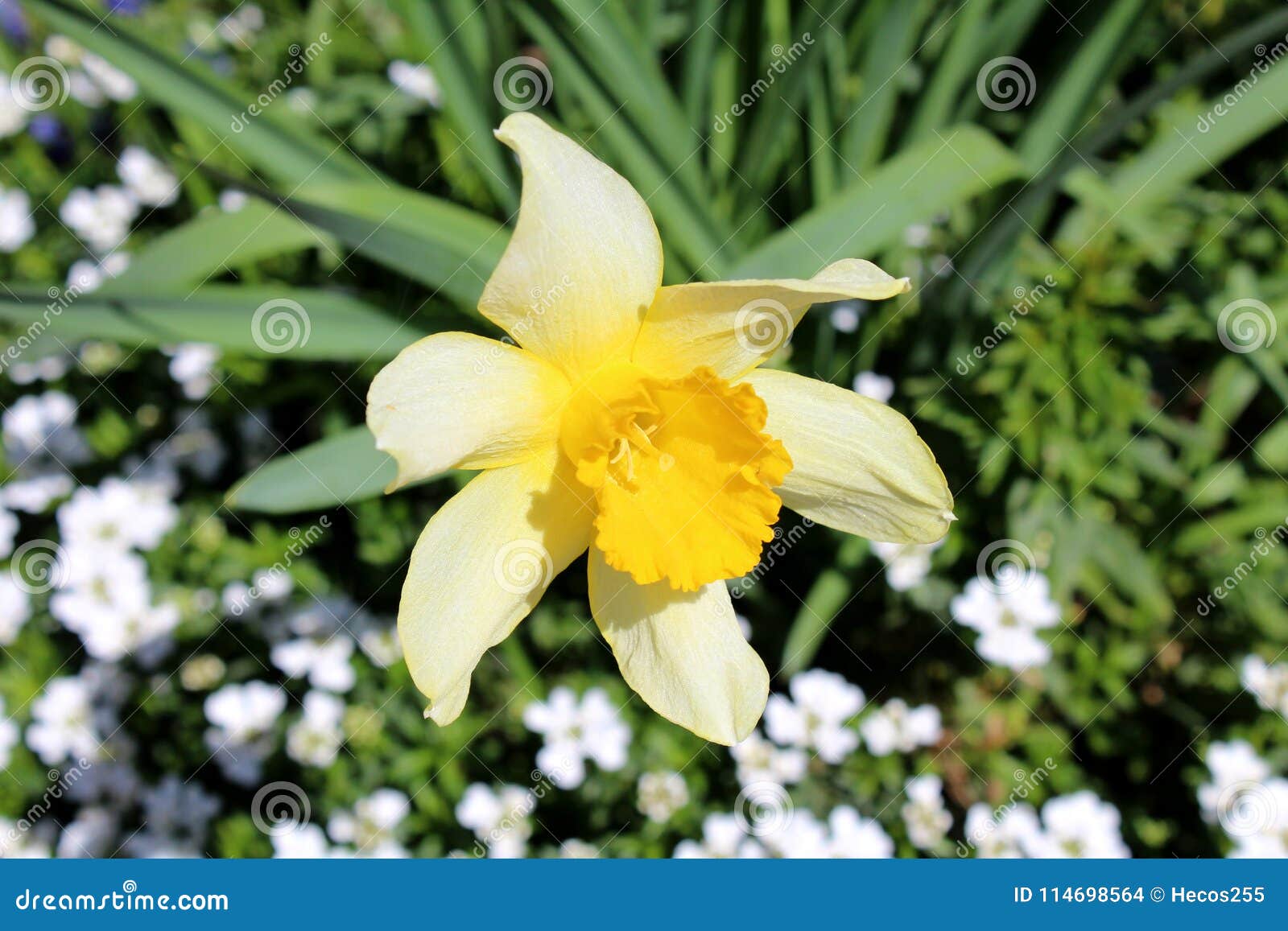 Fleur Jaune De Jonquille Ou De Narcisse Sur Le Fond De Feuilles De Vert Et  De Fleurs Blanches Photo stock - Image du fleur, petit: 114698564