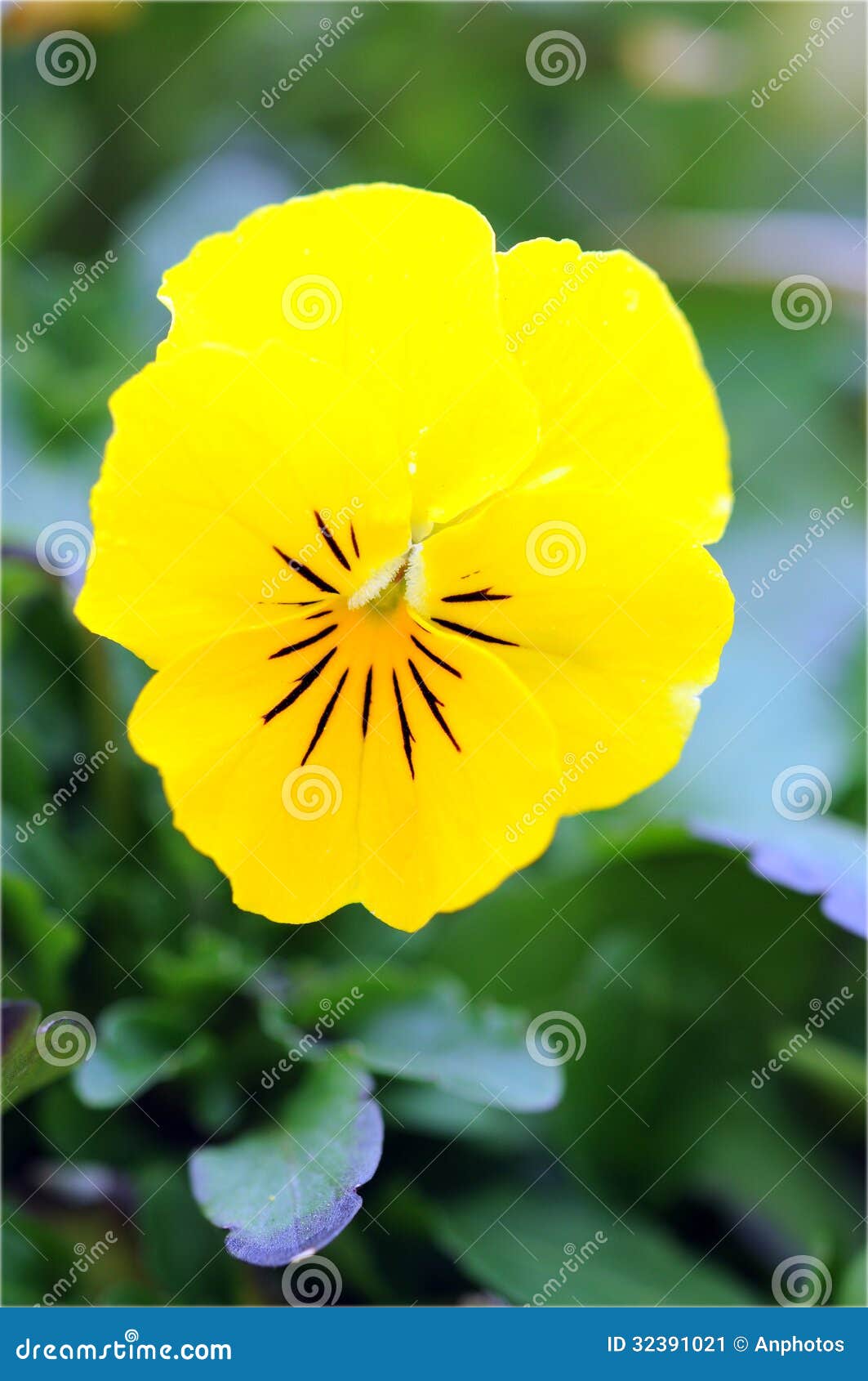 Fleur jaune de pensée image stock. Image du variété, floral - 32391021