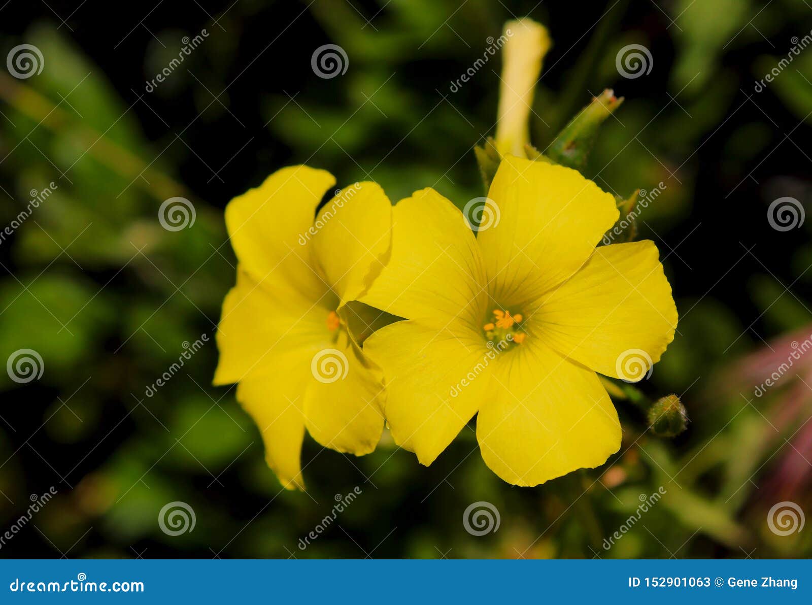Fleur Jaune De Renoncule De Bermudes Image stock - Image du bois, fleurs:  152901063