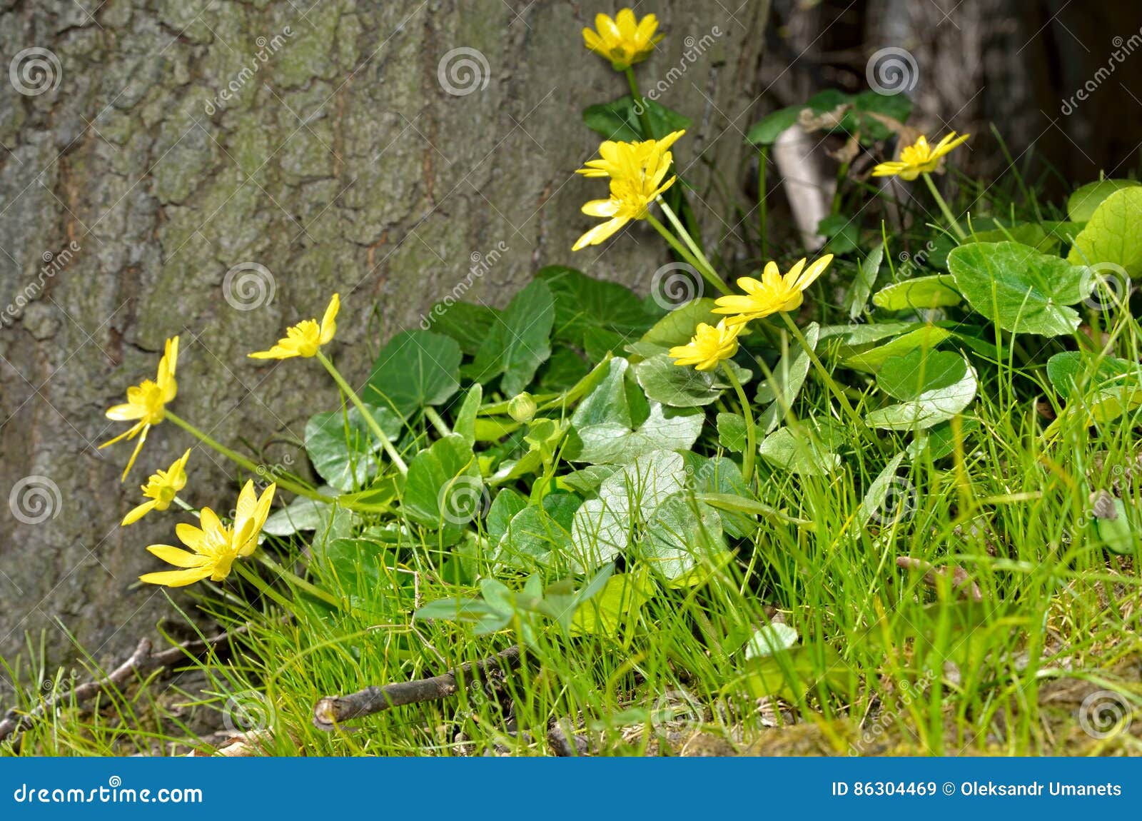 Fleur Jaune De Renoncule Fleurissant Au Printemps Dans Les Bois Image stock  - Image du ressort, floraison: 86304469