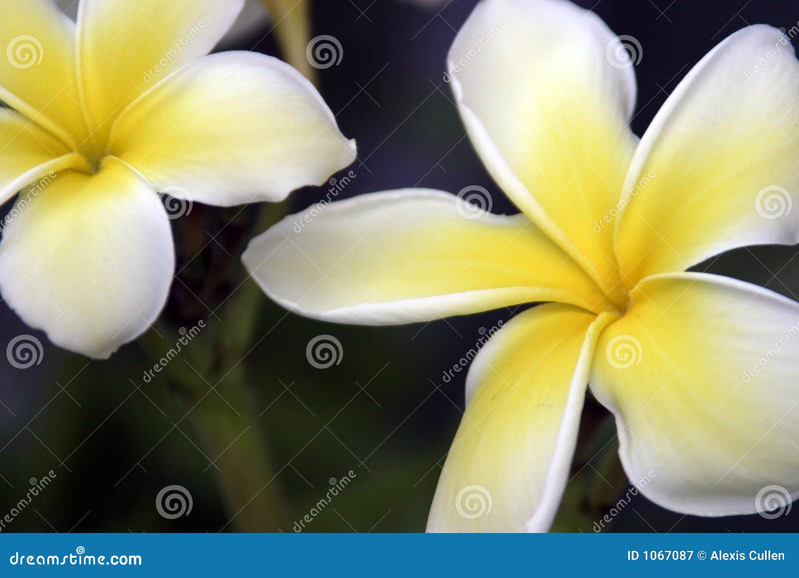 Fleur jaune et blanche image stock. Image du fleurs, paire - 1067087