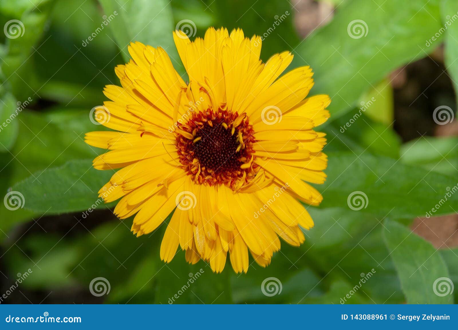 Fleur Jaune-orange, Comme Une Marguerite Image stock - Image du centrale,  pays: 143088961