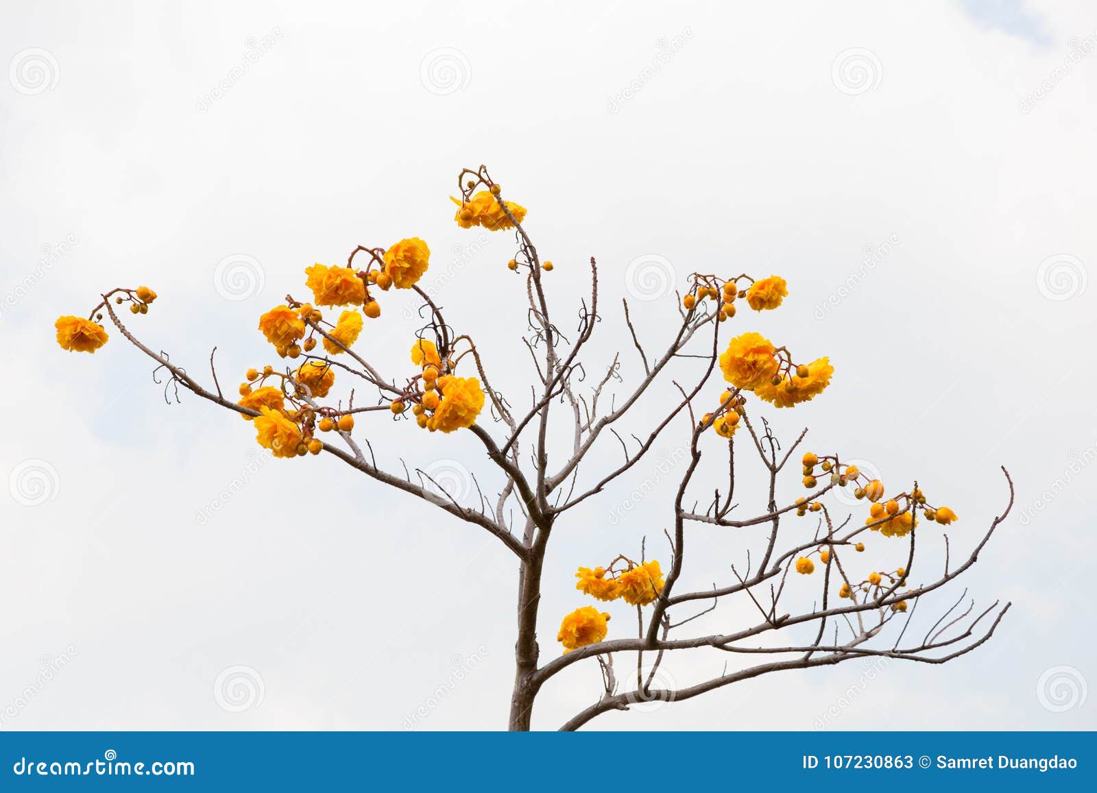 Fleur Jaune Sans Feuille En Hiver Image Stock Image Du