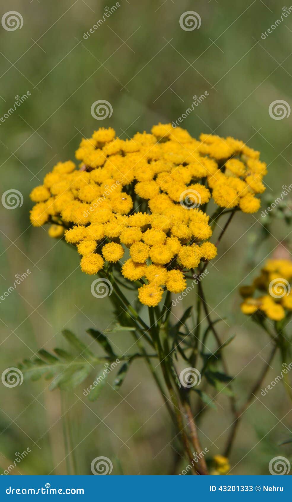 Fleur jaune sauvage image stock. Image du nature, été - 43201333