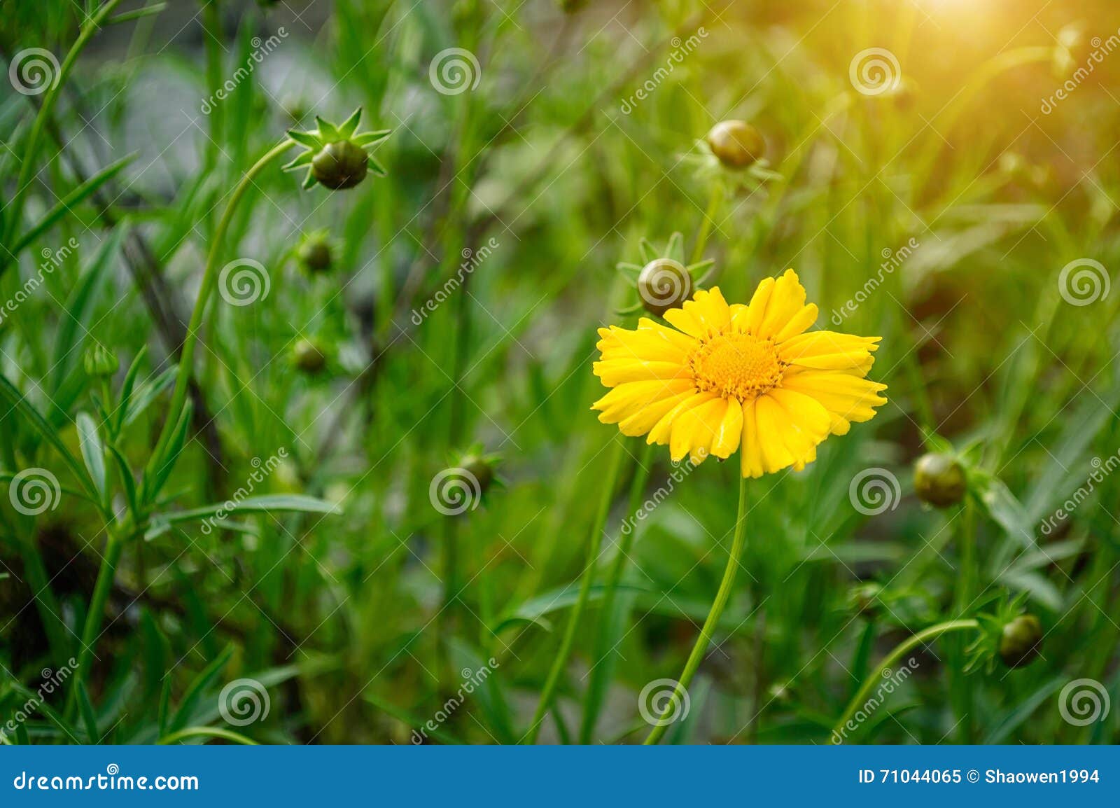 Fleur Jaune Sauvage Image Stock Image Du Soleil Jardin