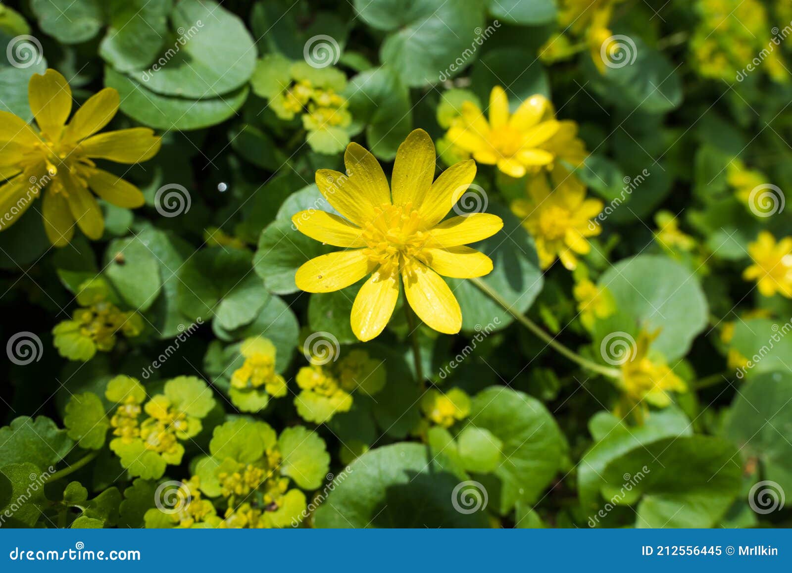 Fleur Jaune Sur Fond De Feuilles Vertes. Usine De Campagne. Image stock -  Image du fermer, centrale: 212556445