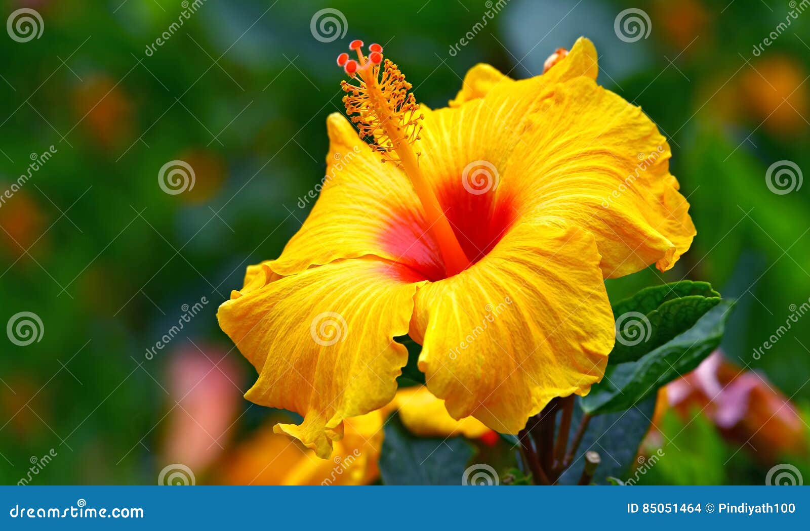 Fleur Jaune Tropicale De Ketmie Photo stock - Image du croissance, tony:  85051464