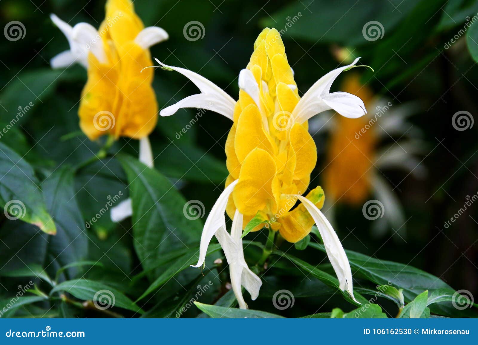 Fleur Jaune Tropicale De Lutea De Pachystachys D'usine De Lucette Photo  stock - Image du lucette, vert: 106162530