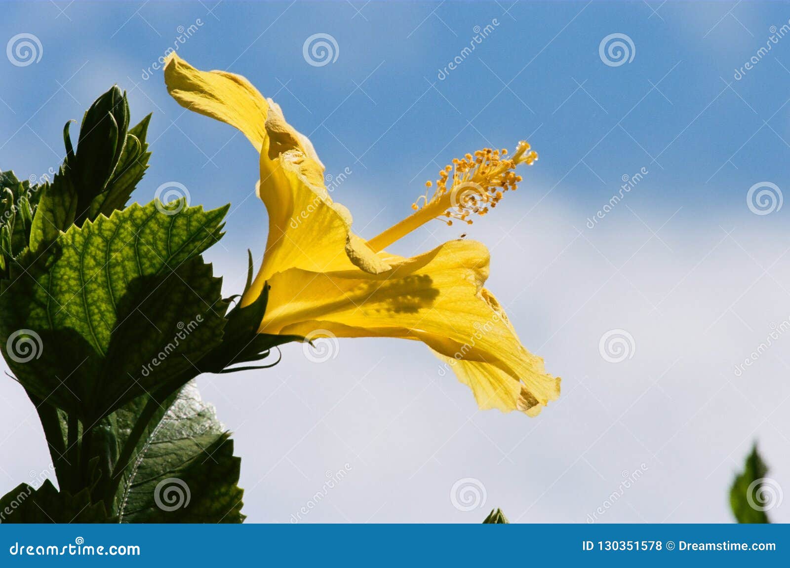 Fleur Jaune Tropicale Exotique De Ketmie Poussant Du Feuillage Vert Avec Le  Ciel Bleu Et Les Nuages Blancs à L'arrière-plan Photo stock - Image du  ketmie, fleur: 130351578