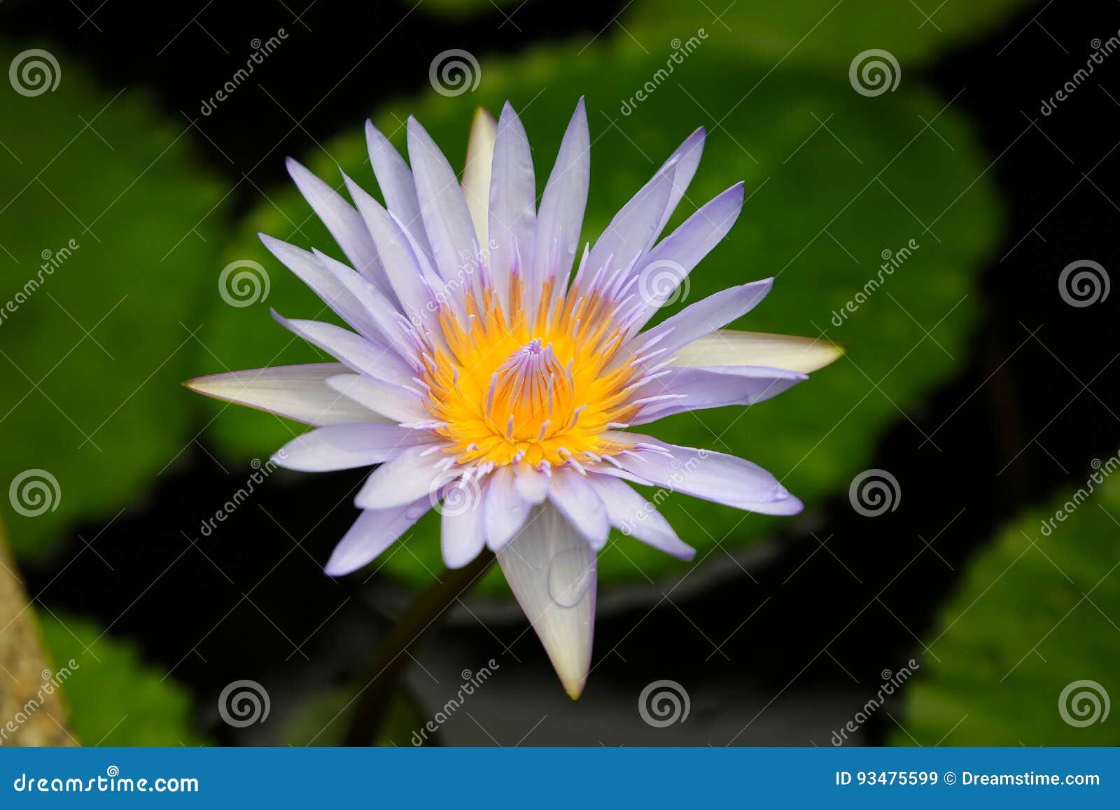 Fleur Lotus Odeur Délicieuse Thaïlande Koh Samui Image