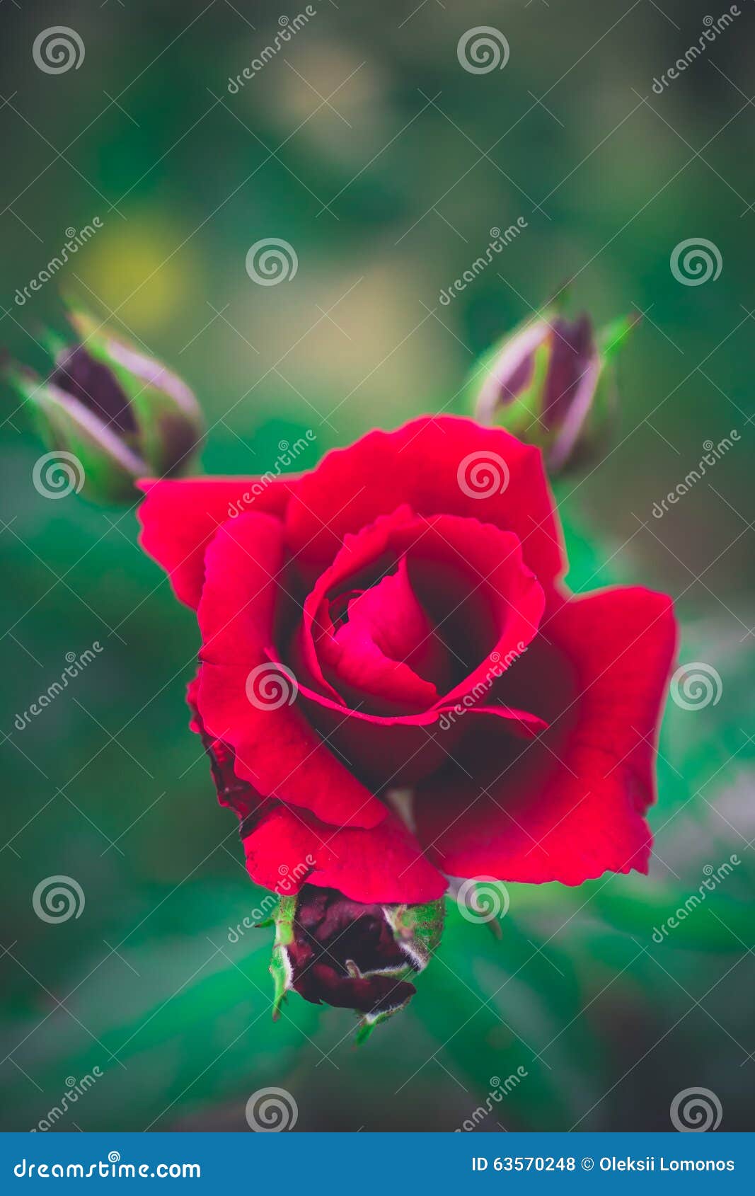 Fleur Lumineuse De Rose De Rouge Magnifique Photo stock - Image du