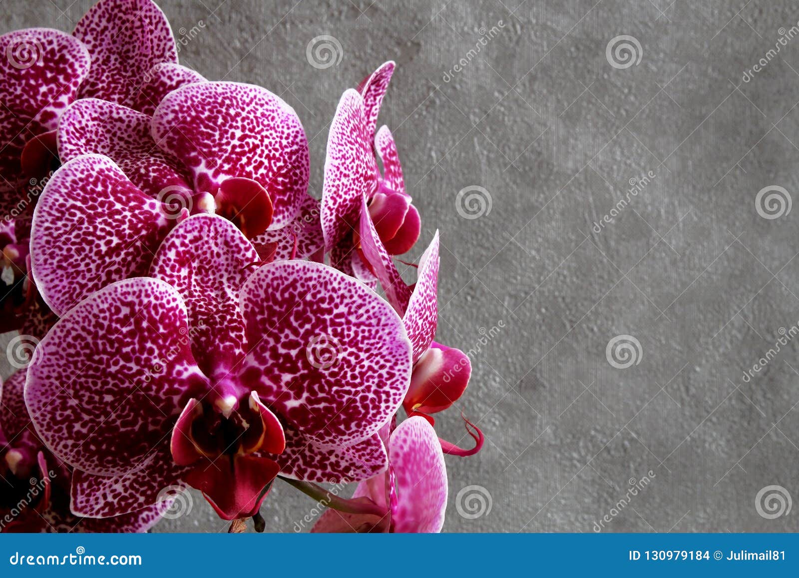 Fleur Marron Rouge D'orchidée De Phalaenopsis De Fleurs D'orchidées Sur Le  Ba Foncé Photo stock - Image du branchement, fond: 130979184