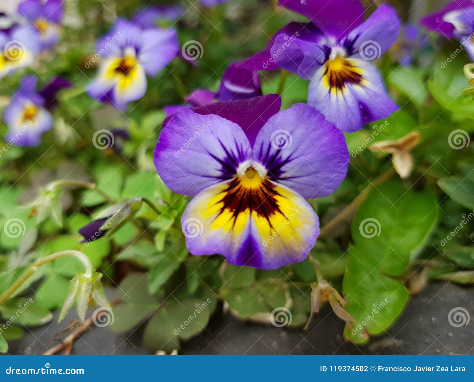 Fleur Mauve-clair De Pensée Avec Le Jaune Dans Un Jardin Photo stock -  Image du nature, botanique: 119374502