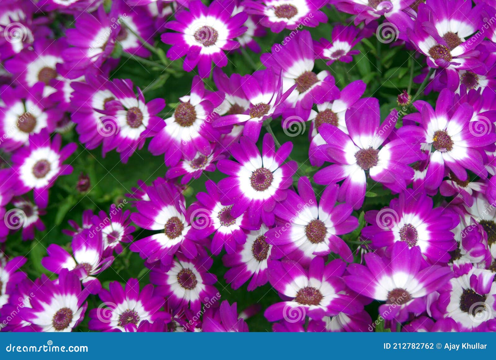 Fleur Mauve Et Blanc Dans Le Jardin Photo stock - Image du blanc, pourpré:  212782762