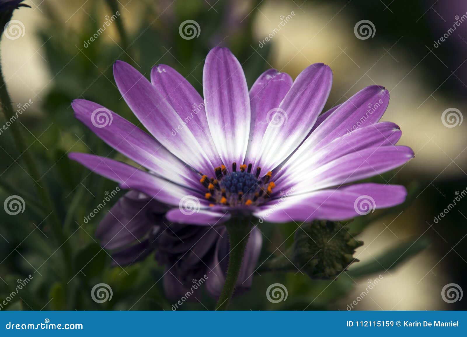 Fleur Mauve Et Blanche Simple De Marguerite Africaine Image stock - Image  du marguerite, nature: 112115159