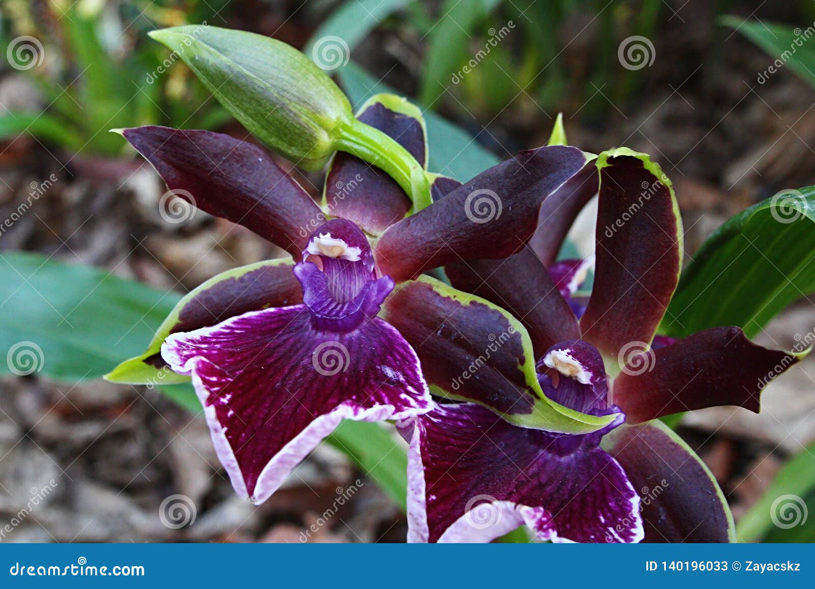 Fleur Mauve-foncé D'orchidée De Sorte De Zygopetalum Ou De Miltonia Avec Le  Bourgeon Vert Peu Développé à L'arrière-plan Image stock - Image du  bourgeon, undeveloped: 140196033