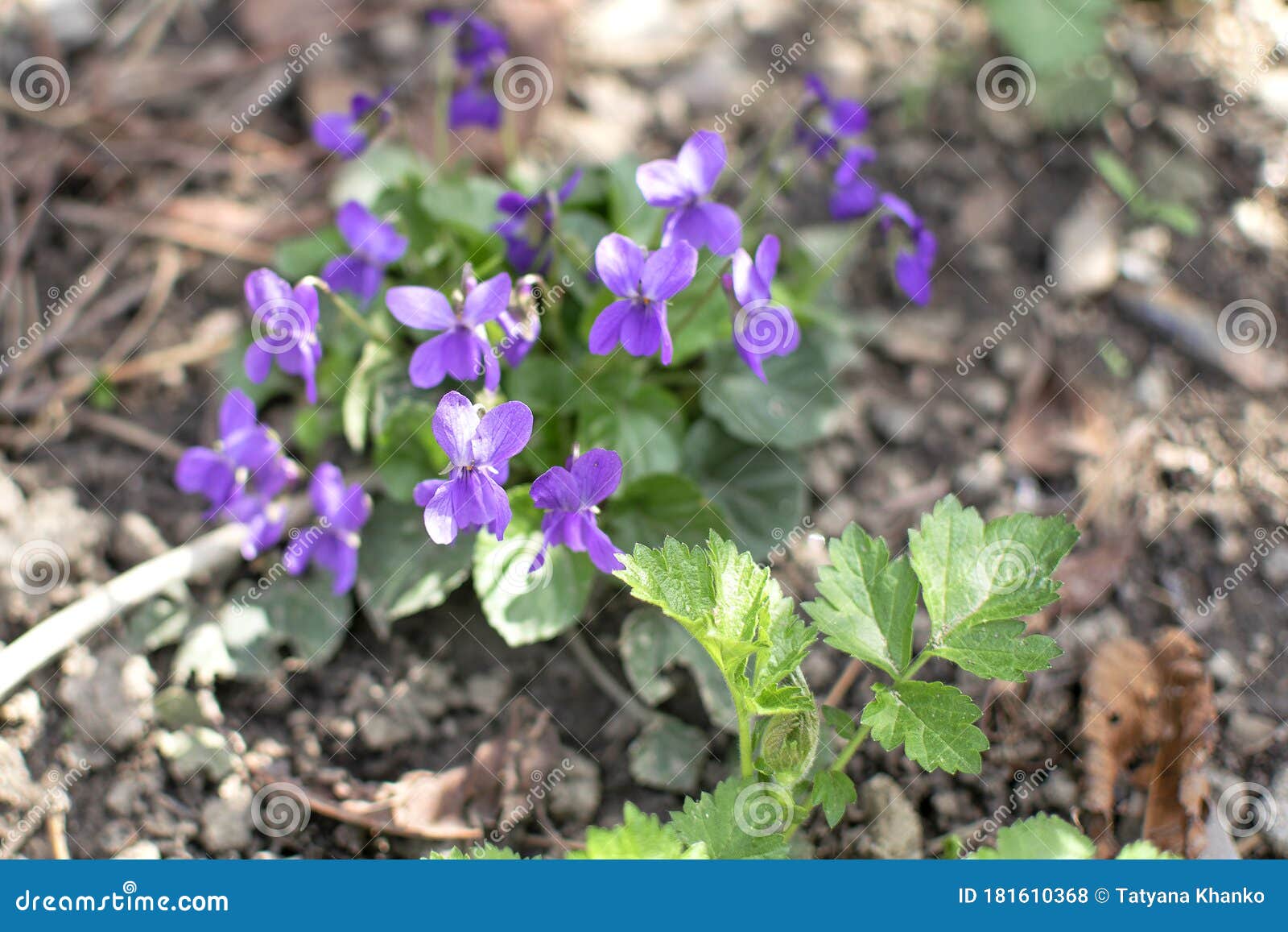 Fleur Mauve Printanière Le Violet Sauvage Pousse Dans Un Pré Période Photo  stock - Image du saison, bleu: 181610368