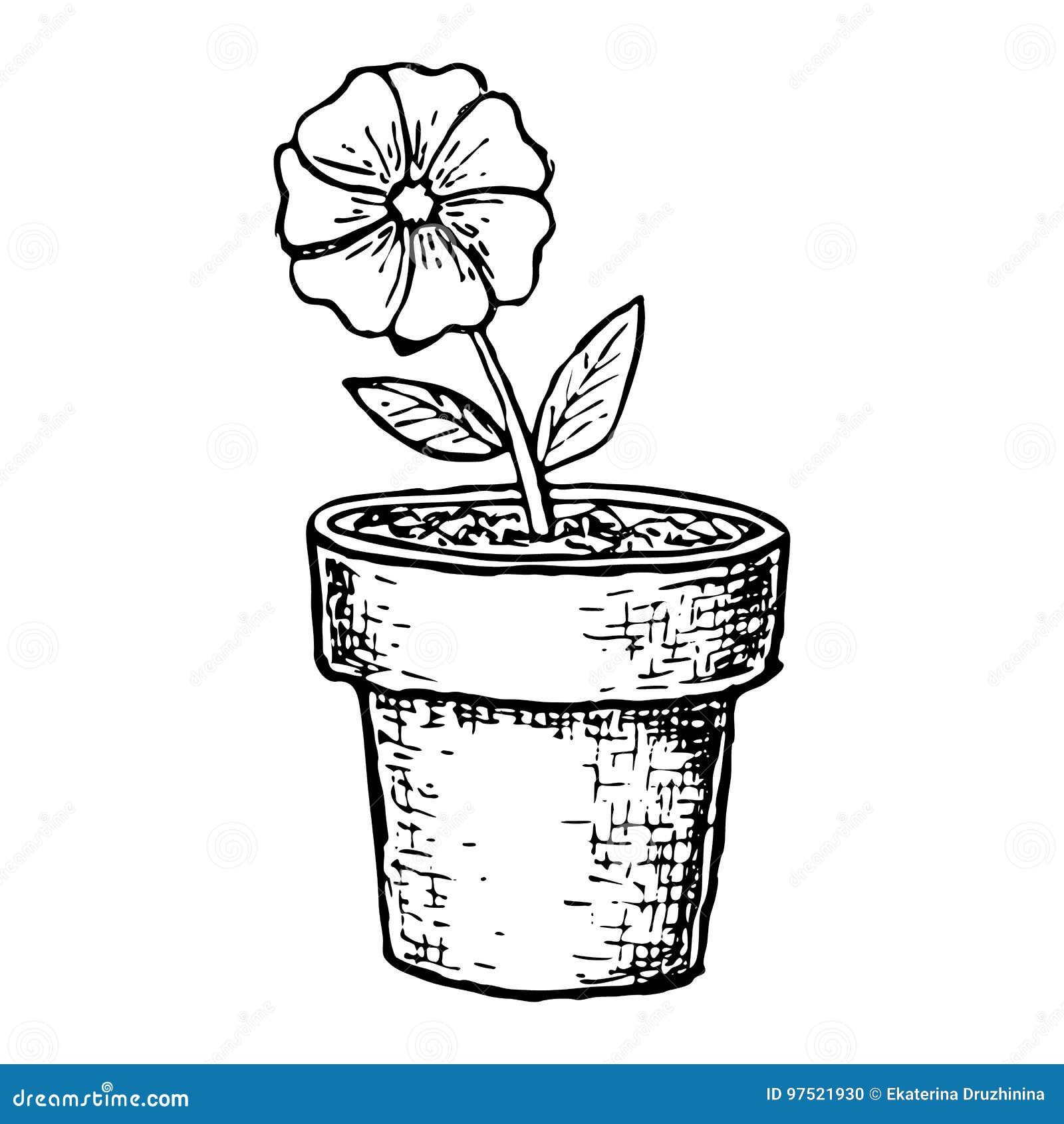 Ficus élastica Arbre Ou Aspidistra Plante D'intérieur Croquis Pots