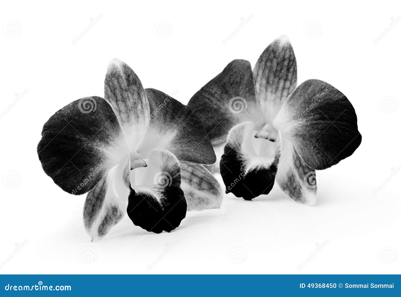 Fleur Noire Et Blanche D'orchidée Sur Le Fond Blanc Photo stock - Image