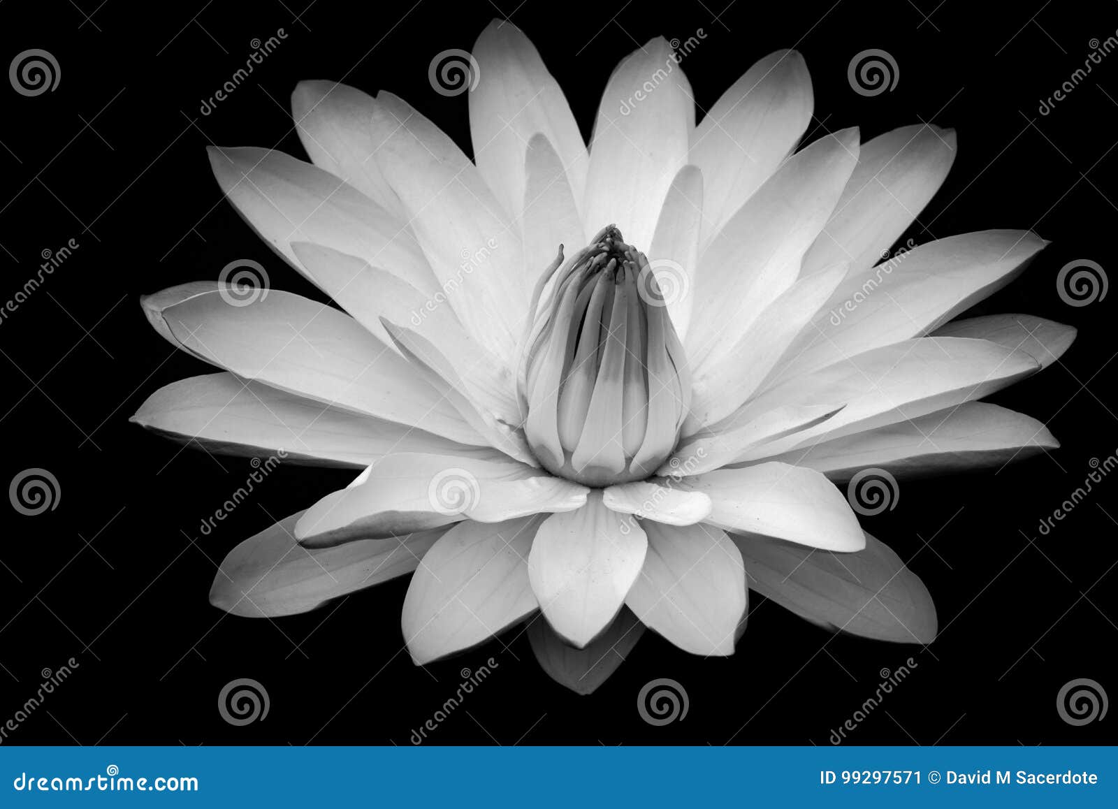 Fleur Noire Et Blanche De Lotus Image Stock Image Du Vert