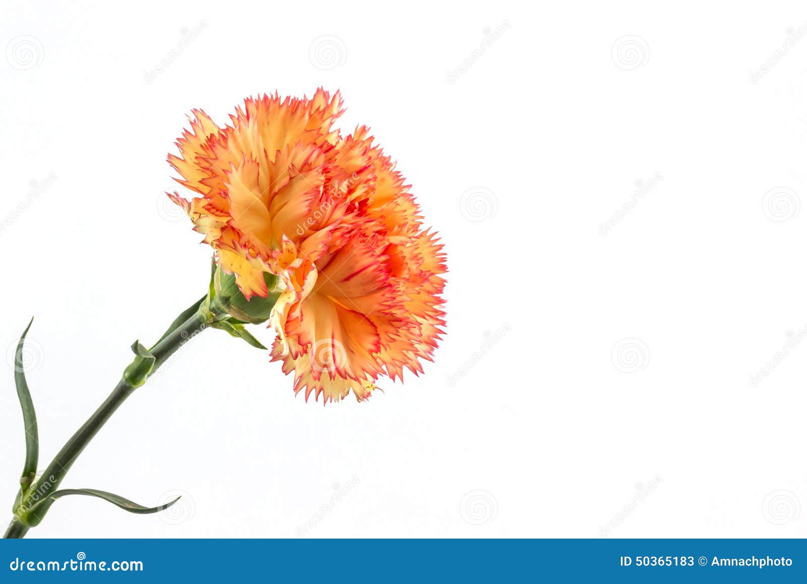 Fleur orange d'oeillet image stock. Image du cadeau, floraison - 50365183