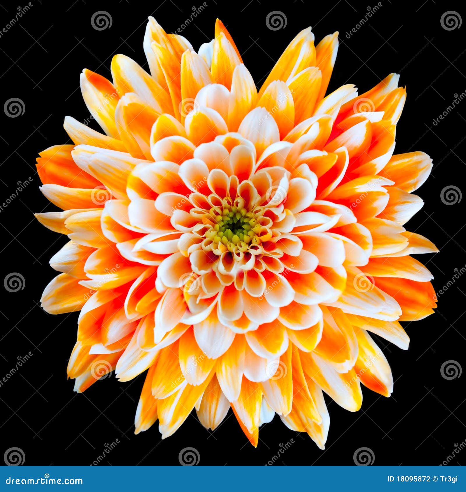 Fleur Orange Et Blanche De Chrysanthemum D'isolement Photo stock - Image du  floral, fragile: 18095872