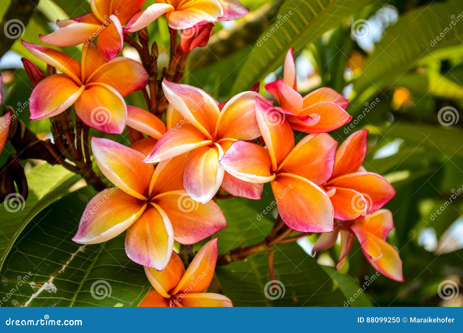 Fleur Orange Et Blanche De Fleur De Plumeria De Frangipani Photo stock -  Image du floraison, pagode: 88099250