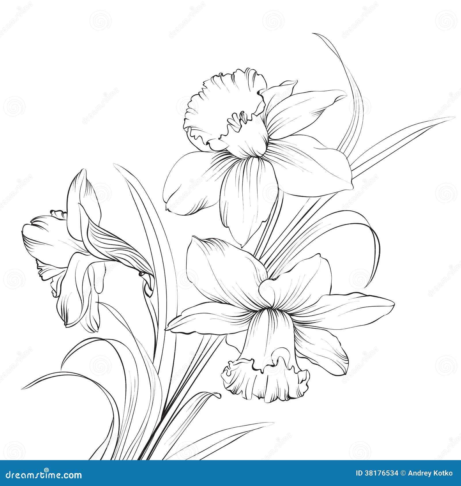 Fleur Ou Narcisse De Jonquille D'isolement Sur Le Blanc. Illustration de  Vecteur - Illustration du jonquille, contexte: 38176534