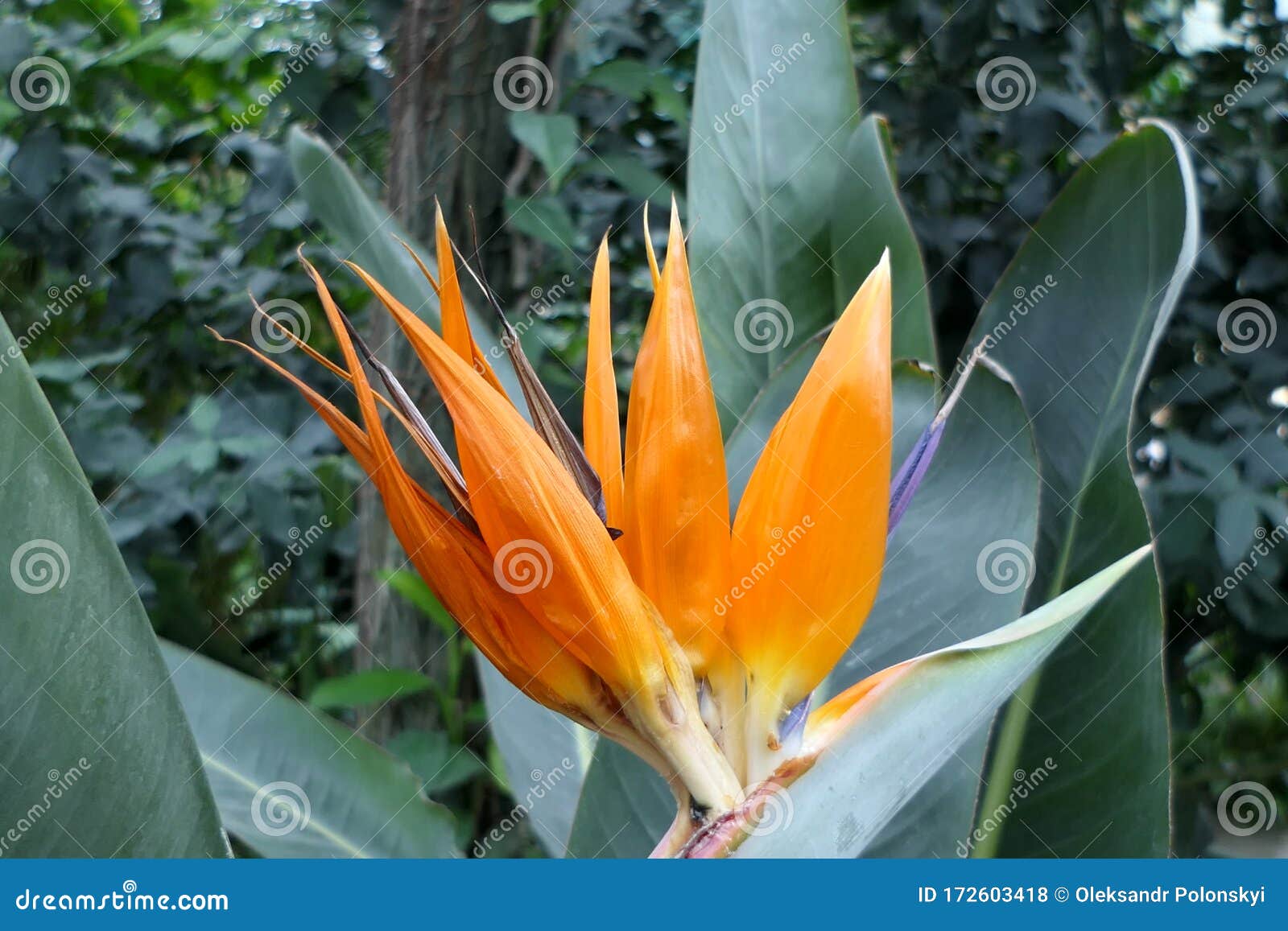 Fleur. Plante Exotique Tropicale Orange Ou Jaune Avec Les Pétales Pointus  Photo stock - Image du jardin, serre: 172603418