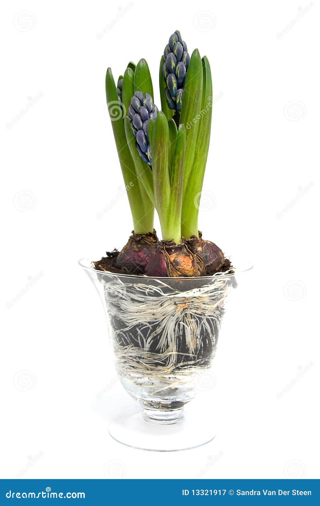 Fleur Pourprée De Jacinthe Dans Le Vase En Verre Image stock - Image du  fleurs, jardinage: 13321917